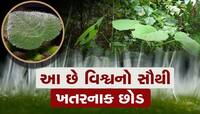 વિશ્વનો સૌથી ખતરનાક સુસાઇડ છોડ, જેના સ્પર્શ માત્રથી આત્મહત્યા કરવાની થાય છે ઈચ્છા 