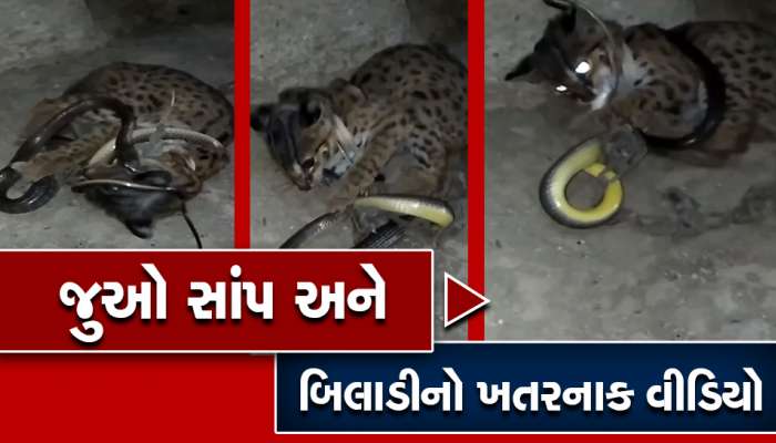 Cat Snake Viral Video: સાપે હુમલો કર્યો તો તેને જીવતો જ ગળવા લાગી બિલાડી, મગજ ચક્કરે ચડી જશે
