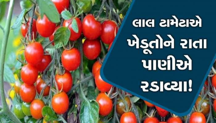 ગુજરાતમાં અહીં ખેડૂતો બેહાલ! ગત વર્ષની સરખામણીમાં કોડીના ભાવે વેચાઈ રહ્યા છે 'ટામેટા