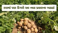 બટાટામાં એવી સફળતા મળી કે ગુજરાતના ખેડૂતોના પણ ન્યારાં વારાં થશે, રૂપિયાના ઢગલાં થશે