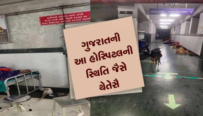 અલ્યા...આ કેવો છે વિકાસ તમારો! બિલાડી- કૂતરા હોસ્પિટલમાં શેની માટે ફરે છે? સુરતની હોસ્પિટલના ફોટા વાયરલ