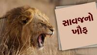 સાવજોના ખૌફથી થરથર કાંપે છે આ ગામના લોકો, દરવાજો ખોલો એટલે સિંહ સામે જ હોય