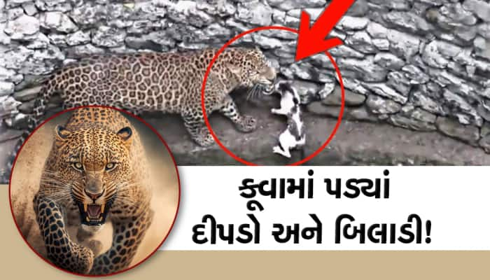 Viral Video: એક જ કૂવામાં પડ્યાં દીપડો અને બિલાડી, ઢગલાબંધ લોકોએ જોયો વીડિયો