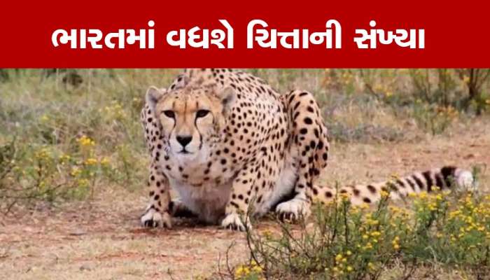 Cheetah in India: 18 ફેબ્રુઆરીએ આફ્રિકાથી આવશે 12 ચિત્તા, C-17 વિમાન ભારતથી થયું રવાના