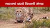 Cheetah in India: 18 ફેબ્રુઆરીએ આફ્રિકાથી આવશે 12 ચિત્તા, C-17 વિમાન ભારતથી થયું રવાના