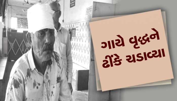 રાજકોટમાં રખડતો આતંક : ગાયે હુમલો કરીને વૃદ્ધને લોહીલુહાણ કરી નાંખ્યા, Video 
