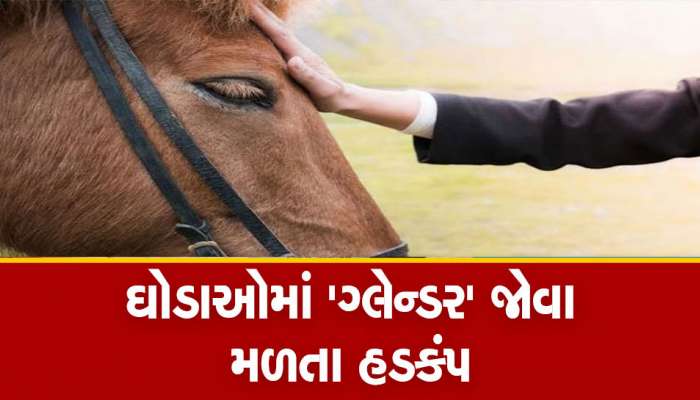 Glanders Disease: સુરતમાં 6 ઘોડામાં ગ્લેન્ડરના લક્ષણોના પગલે વલસાડમાં પણ 300થી વધુ ઘોડાઓનું કરાયું ચેકઅપ