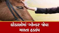 સુરતમાં 6 ઘોડામાં 'ગ્લેન્ડર'ના પગલે વલસાડમાં પણ 300થી વધુ ઘોડાઓનું કરાયું ચેકઅપ