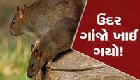 OMG! ઉંદરના કાંડને કારણે જેલમાંથી છૂટી શકે છે એક આરોપી, જાણો શું છે સમગ્ર ઘટના