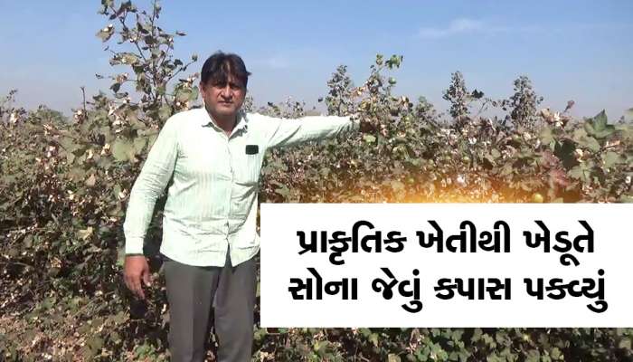 ગુજરાતના ખેડૂતે ચમકાવ્યું પોતાનું નસીબ, કપાસમાં ખેતીમાં રેકોર્ડબ્રેક ઉત્પાદન કર્યું