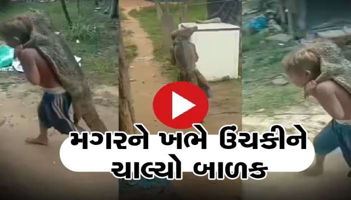 એક નાનું બાળક પોતાના ખભા પર લટકતો મગર લાવ્યો, દીલ થથળી જાય  તેવો છે વીડિયો 