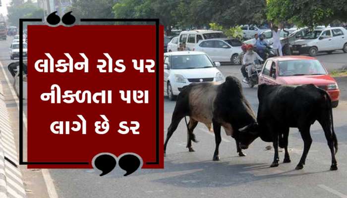 રાજકોટના આ વિસ્તારોમાં જતા હોય તો સાવધાન! મળી શકે છે ખુલ્લેઆમ મોત!