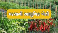 મરચાની ખેતી કરતા સમયે ફોલો કરો આ સરળ ટિપ્સ, ઓછા ખર્ચમાં કરી શકશો જબરદસ્ત નફો