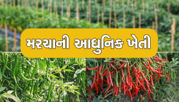 મરચાની ખેતી કરતા સમયે ફોલો કરો આ સરળ ટિપ્સ, ઓછા ખર્ચમાં કરી શકશો જબરદસ્ત નફો