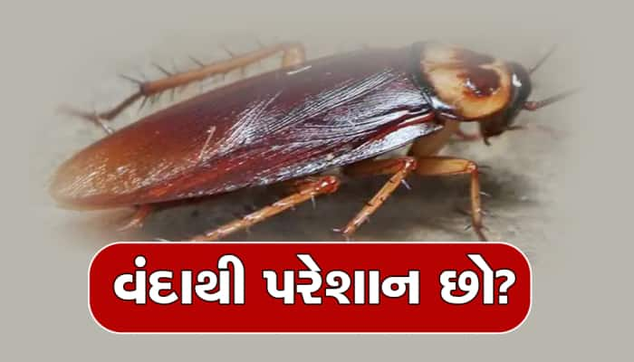 ઘરમાં નહીં રહે એકપણ વંદો, માત્ર આ ઉપાય કરો અને જુઓ ચમત્કાર