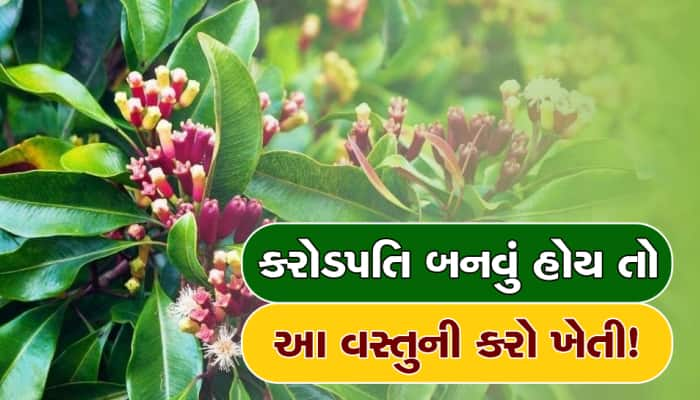 ખેડુતો માટે ખુશખબર! દર મહિને લાખ રૂપિયા કમાવવા માટે કરો આ વસ્તુની ખેતી