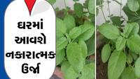 ભૂલથી પણ ઘરમાં ના લગાવવો તુલસીનું છોડ, જાણો આવું કરવાથી બાળકોના ભવિષ્ય પર......