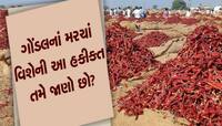 રાજકોટ જિલ્લાના સૂકાં મરચાં ‘રેશમપટ્ટો’, ‘ઘોલર’ને હવે ઓવરટેક કરી રહી છે ‘સાનિયા’ 
