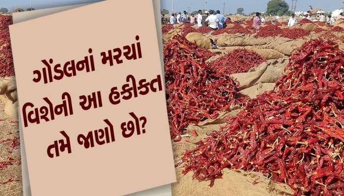 રાજકોટ જિલ્લાના સૂકાં મરચાં ‘રેશમપટ્ટો’, ‘ઘોલર’ને હવે ઓવરટેક કરી રહી છે ‘સાનિયા’ 