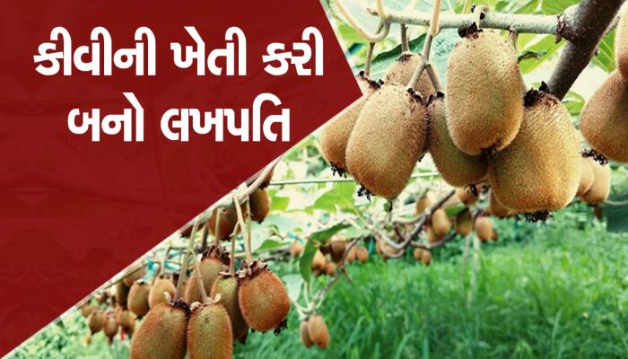 આ ફળની ખેતીનું ગુજરાતમાં છે ઉજળું ભવિષ્ય, એક એકર કમાઈ આપશે લાખો રૂપિયા