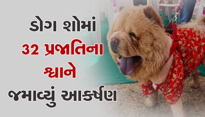 ગુજરાતમાં અહીં ડોગ શોમાં અલગ-અલગ બ્રિડના ડોગ બન્યા આકર્ષણનું કેન્દ્ર, તમે કહેશો 'SO 