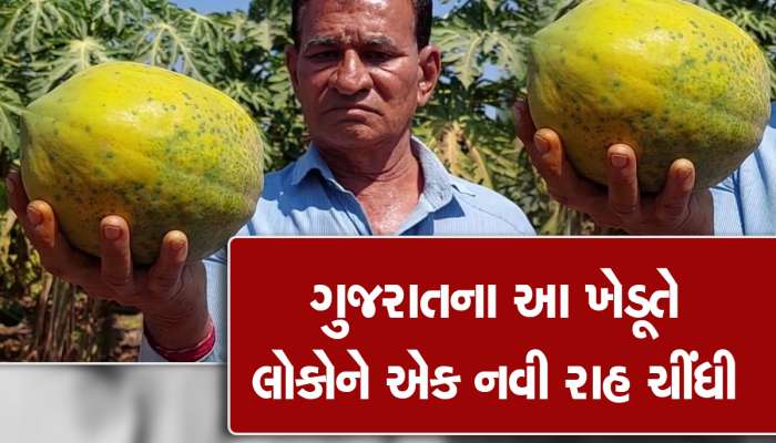 ઘણી ખમ્મા! દર્દીઓના હિતમાં પપૈયાની ખેતી કરી રહ્યા છે ભાવનગરના આ પાટીદાર ખેડૂત, જાણો સંઘર્ષની કહાની!