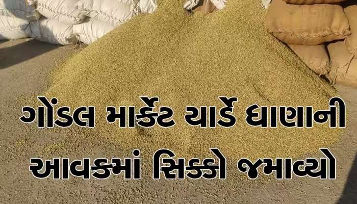ગોંડલ માર્કેટીંગ યાર્ડમાં ધાણા લઈને જતા હોય તો રોકાઈ જજો! આ સમાચાર વાંચીને ઘરેથી નીકળજો, નહીં તો...