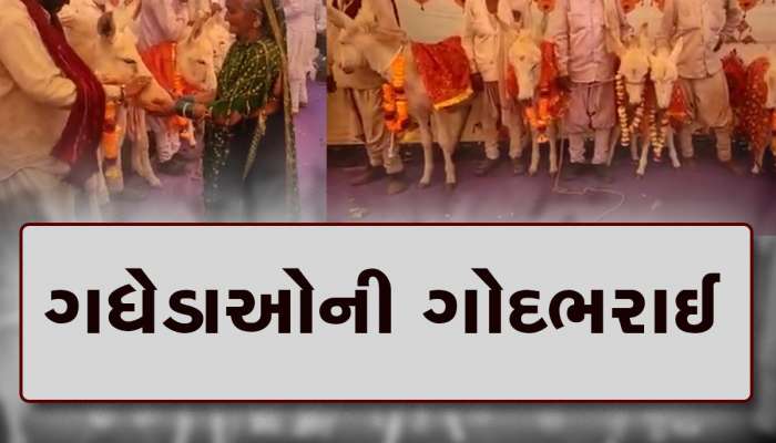કદી સાંભળ્યો ન હોય તેવો કાર્યક્રમ કચ્છના ગધેડાઓ માટે યોજાયો