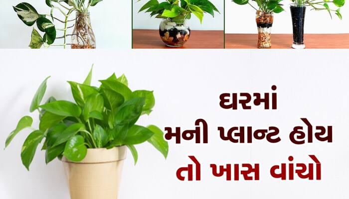 Money Plant Vastu Tips: મની પ્લાન્ટ સાથે રાખો આ વસ્તુ, પછી જો જો થશે ધનની વર્ષા