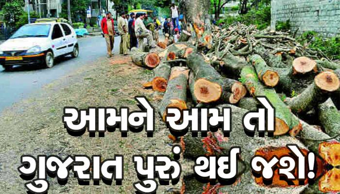 અંધેર વહીવટના કારણે ગુજરાતમાં આ જગ્યાએ 30 હજાર વૃક્ષોનું નિકંદન કાઢી નખાયું!