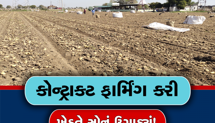 બટાટાનું વાવેતર કરતા મોટાભાગના ખેડૂતો પાયમાલ, પણ ગુજરાતનો આ એકલો ખેડૂત કેમ છે ખુશખુશાલ
