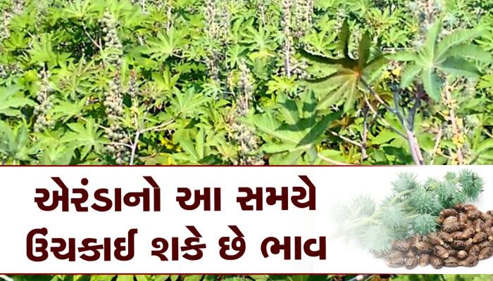 એરંડાની ખેતી કરતા ખેડૂતોની ઝોળીમાં પહેલીવાર ખુશી આવશે, ભાવ મામલે થઈ મોટી હલચલ