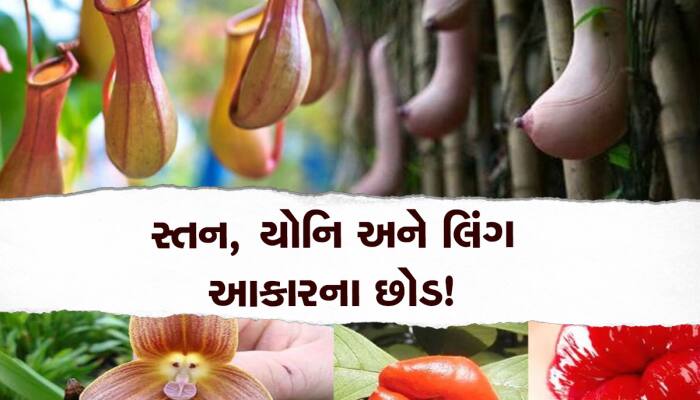 સ્તન, યોનિ અને લિંગ સાથે આ છોડનું છે સીધું કનેક્શન! આકાર જોતા આવી જશે અંદાજો