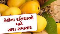 આ દિવસથી માર્કેટમાં કેરી જ કેરી જોવા મળશે, ખુશ થઈ જાઓ તેવા સમાચાર જુનાગઢથી આવ્યા