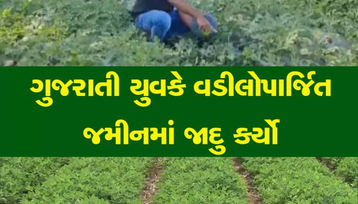 હવે ગુજરાતી ખેડૂતો સરકારી નોકરીથી રાહ નથી જોતા, આ ખેતી કરીને કરે છે લીલાલહેર