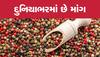 Black pepper Cultivation: કાળા મરીની ખેતી બનાવશે માલામાલ, ઓછા ખર્ચમાં વધુ નફો થશે; જાણો કેવી રીતે