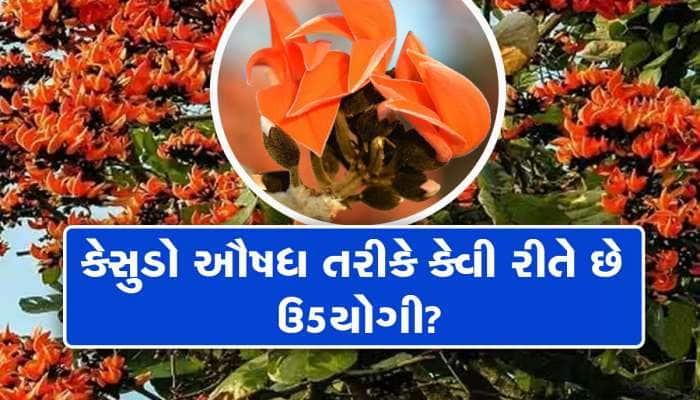 ગુજરાતના આ દ્રશ્યો તમારું મન મોહી લેશે! હોળી નજીક આવતા જ જંગલોએ  ધારણ કર્યો કેસર્યો