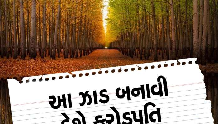 આ ઝાડની ખેતી તમને બનાવી દેશે માલામાલ, લાખો-કરોડોમાં થશે કમાણી, જાણો વિગત