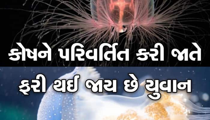  આ દરિયાઈ જીવોની ઉંમર 200 વર્ષથી વધુ છે, એક છે 'અજર-અમર-અવિનાશી'