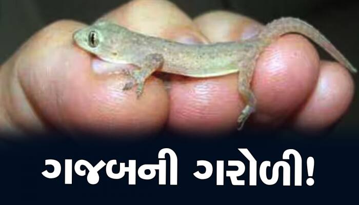 જોતા જ ચિતરી ચઢે છે એવી ગરોળી તમને બનાવી શકે છે અદાણી-અંબાણી જેવા ધનકુબેર!