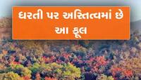 આ ફૂલને ઔષધિનો રાજા કહીએ તો પણ ખોટું નથી, ધરતી પર હજુ પણ છે અસ્તિત્વમાં...