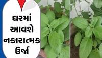 મા લક્ષ્મીની કૃપા જોઈએ છે તો કરો આ છોડની પૂજા, ભગવાન વિષ્ણુના રહેશે સદા આશીર્વાદ