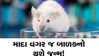 બાળકના જન્મ માટે માદાની જરૂર નહીં પડે? વૈજ્ઞાનિકોએ બનાવ્યું નર શુક્રાણુઓમાંથી ઈંડુ