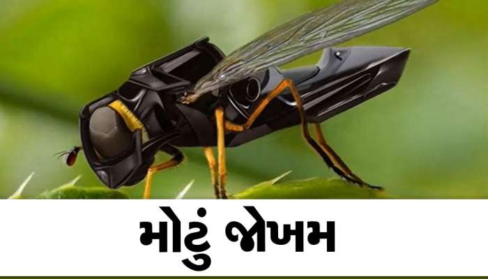 વિશ્વ પર તોળાઈ રહ્યો છે કત્લેઆમનો ખતરો, જાણો કેવી રીતે એક 'માખી'થી મચી શકે છે તબાહી