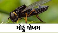 વિશ્વ પર તોળાઈ રહ્યો છે કત્લેઆમનો ખતરો, જાણો કેવી રીતે એક 'માખી'થી મચી શકે છે તબાહી