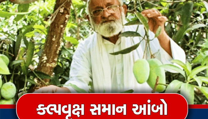 Mango Man : આ દાદાના બગીચામાં છે ચમત્કારિક આંબો, જેના પર ઉગે છે 300થી વધુ પ્રકારની કેરીઓ