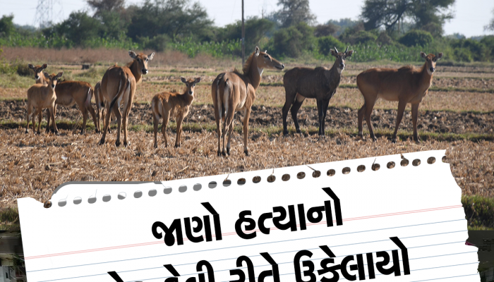 બાપ રે! ખેતરમાંથી નીલગાય ભગાડવા મુદ્દે ખેડૂતની કરપીણ હત્યા, લાકડાના ફટકા મારી માથું ફોડી નાંખ્યું!