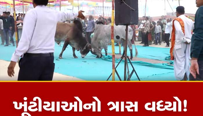 અમરેલીના સમુહ લગ્નમાં આખલાઓએ મચાવ્યો આતંક, લગ્નના માંડવામાં યુદ્ધનો VIDEO વાયરલ