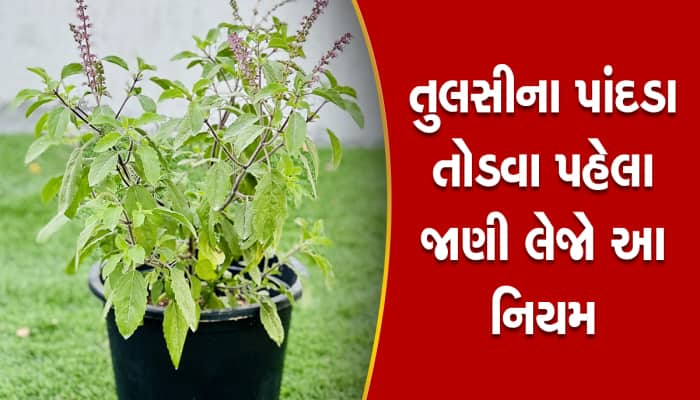 માતા લક્ષ્મી નારાજ થઇને ઘર છોડીને જતા રહેશે, તુલસી સાથે ભૂલથી પણ ના કરો આ પ્રયોગ