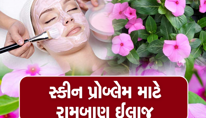 Benefits of sadabahar flower: બ્યુટી ટિપ્સ! ચહેરાને ચમકાવી દેશે આ બારમાસીનું ફૂલ, ઢળતી ઉંમરમાં પણ નહી દેખાય કરચલી કે કાળા ડાઘ